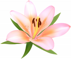 Alstroemeria Deco Flower PNG Clip Art Image | Gallery Yopriceville ...