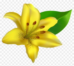 Lily Clipart Island Flower - Lily Flower Png Transparent ...