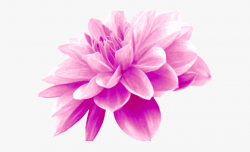 Dahlia Clipart Light Purple Flower - Pink Colour Flower Png ...