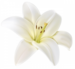 Beautiful White Flower PNG Clipart Image | Beauty | Pinterest ...