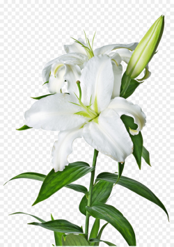 White Lily Flower clipart - Flower, Lily, transparent clip art