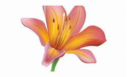Free Easter Lily Clipart - Lily Clip Art, Transparent Png ...