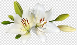 White lily flowers, Easter lily Flower , lilies transparent ...