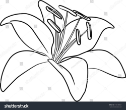day+lily+clip+art | Lily Drawing Outline | galleryhip.com ...
