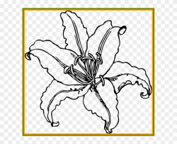 Ideas Of Lily Flower Outline For - Tiger Lily Black And ...
