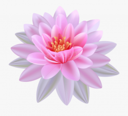 Lilies Clipart Lotus Flower - Water Lily Transparent ...