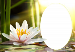 Transparent Water Lily PNG Frame | Gallery Yopriceville - High ...