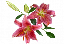 Collection of Stargazer Lily Cliparts | Buy any image and use it for ...