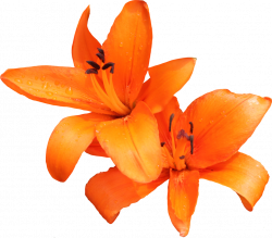 28+ Collection of Orange Lily Clipart | High quality, free cliparts ...