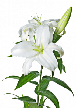 Lily PNG Image - peoplepng.com