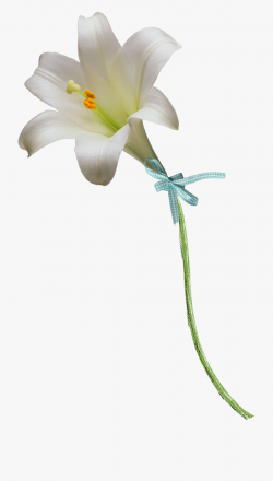 Easter Lily Clipart Free - White Lily Flower #1310345 - Free ...