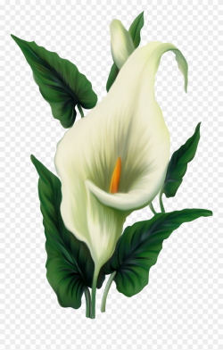 Peace Lily Clip Art - Png Download (#198713) - PinClipart