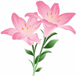 Pink Lilium PNG Clipart Picture | Gallery Yopriceville - High ...
