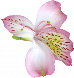 Pink Transparent Lily Flower PNG Clipart | Gallery Yopriceville ...