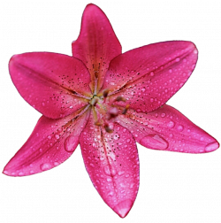 Deep Pink Lily by jeanicebartzen27 on DeviantArt