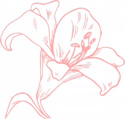 Pink Lily Clip Art at Clker.com - vector clip art online, royalty ...