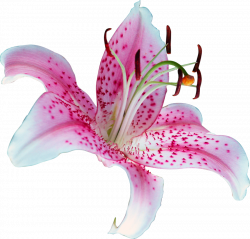 Lily PNG Transparent Picture | PNG Mart