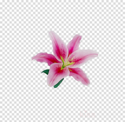 Lily Flower Cartoon clipart - Flower, Pink, Lily ...
