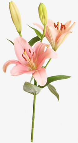 Pink Lily, Flowers, Pink, Lily PNG Transparent Image and ...