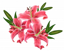 Pink lily cliparts png - Clipartix