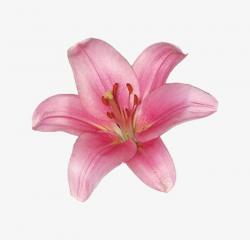 Pink Lily PNG, Clipart, Beautiful, Beautiful Lily, Bloom ...