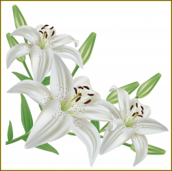 The Best White Lilium Png Clipart Picture Cvetochnye Fantazii Of ...