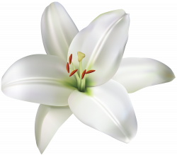 Lily Flower PNG Clip Art Image | Gallery Yopriceville - High ...