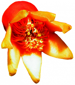Orange Pomegranate Flower by jeanicebartzen27 on DeviantArt