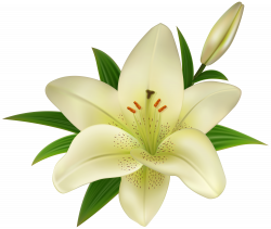 Lilium Amaryllis belladonna Clip art - Lilium Transparent Clip Art ...