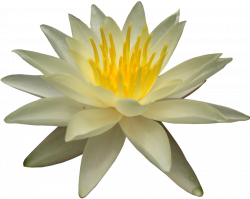 Water Lily PNG Transparent Images | PNG All