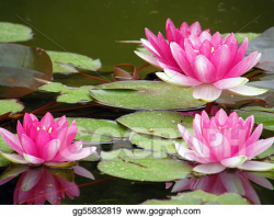 Clipart - Water lily. Stock Illustration gg55832819 - GoGraph