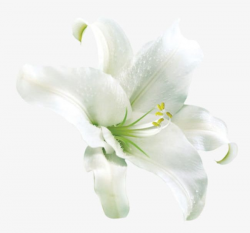 Pretty White Lily Stock PNG, Clipart, Flowers, Image Clipart ...
