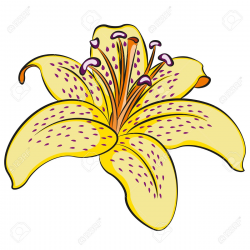 25+ Lily Clip Art | ClipartLook