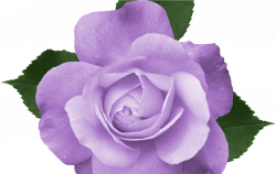 Purple Flower Vine Clipart Free Flowers Healthy - Beautiful ...