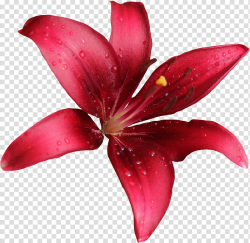 Lilly , red lily flower in bloom transparent background PNG ...