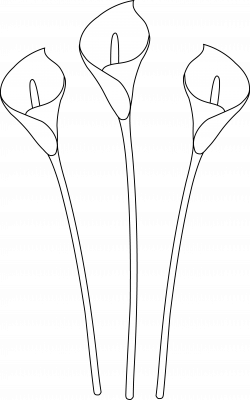 Calla Lily Cliparts Free collection | Download and share Calla Lily ...