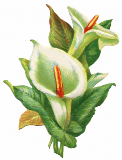 Easter lily clipart jpg - Clipartix