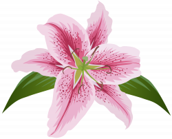 Lily Lilium Female Liliaceae Flower - Lilium Flower Pink ...