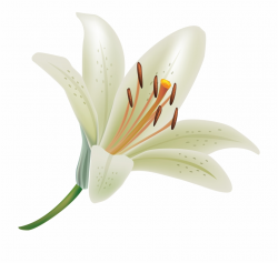 White Lily Flower Png Clipart - Transparent White Lily Png ...