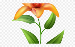 Lily Clipart Sea Flower - Png Download - Clipart Png ...