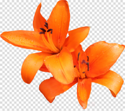 Lily Clipart - Same Day Flower Delivery
