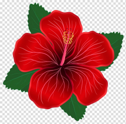 Flower Red , Red Flower transparent background PNG clipart ...