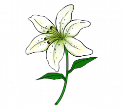 28+ Collection of Simple Lily Drawing | High quality, free cliparts ...