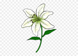 How To Draw Lily - Lily Flower Drawing Easy Clipart ...