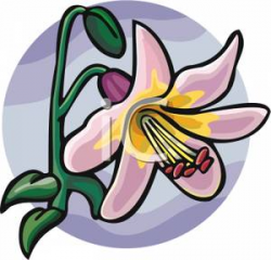 Single Pink Lily - Royalty Free Clipart Picture
