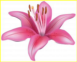 Amazing Lilly Flower Outline Clip Art Library Image Of Lily Trend ...
