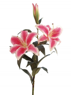 Free Cliparts Stargazer Lilly, Download Free Clip Art, Free ...