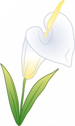 Single white calla lily free clip art image #26849
