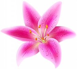 Pink Lily Flower Transparent PNG Clip Art Image | Lulu Cakes ...