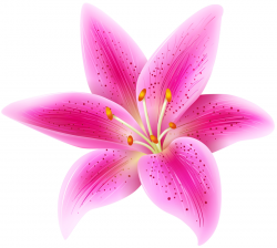 Easter Lily Background clipart - Flower, Pink, Lily ...